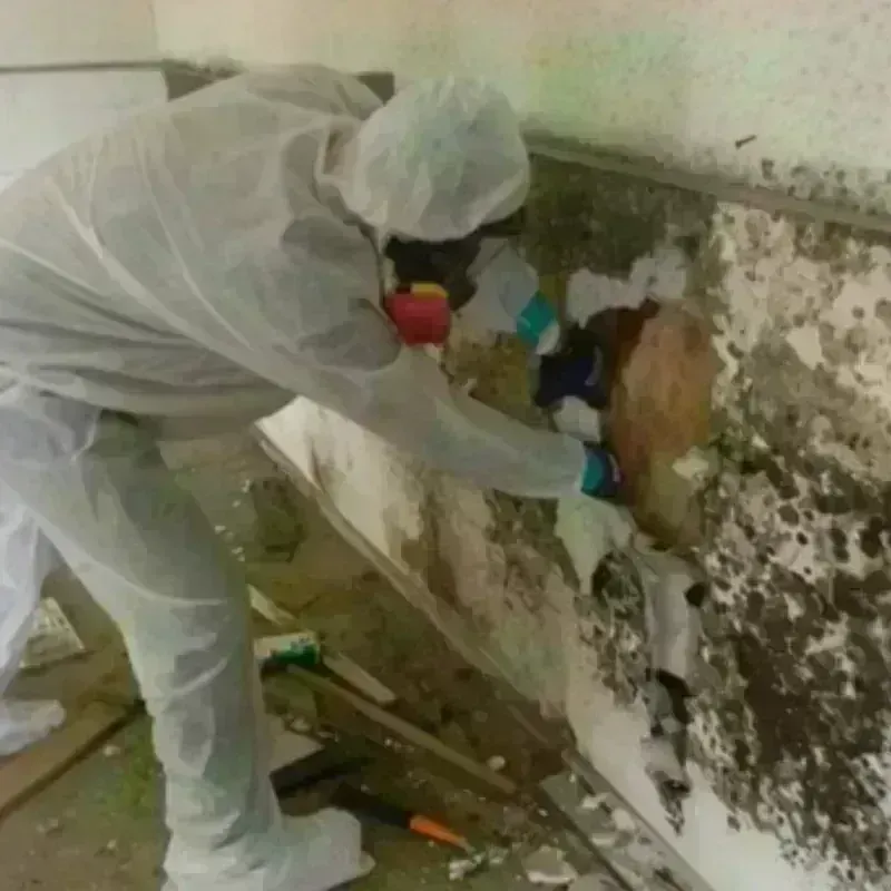 Mold Remediation and Removal in Greenfield, MO